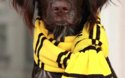 Elfer in das Achtelfinale – Die spannende Partie der 1. Bundesliga