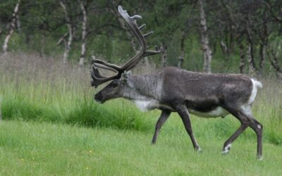 Alles über Rentiere