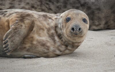 Kegelrobben – Bestand gesichert